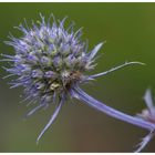 Einfach nur...........eine Distel