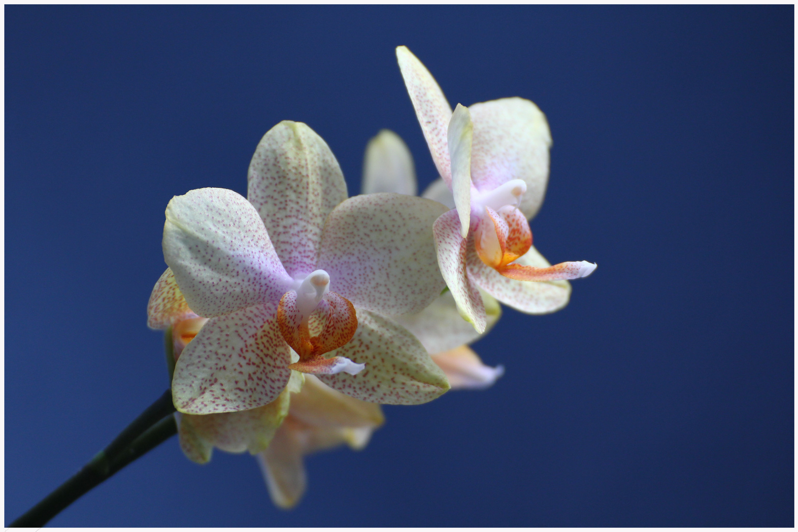 einfach orchidee