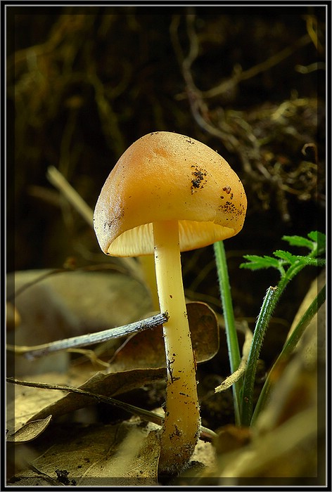 einfach Pilz