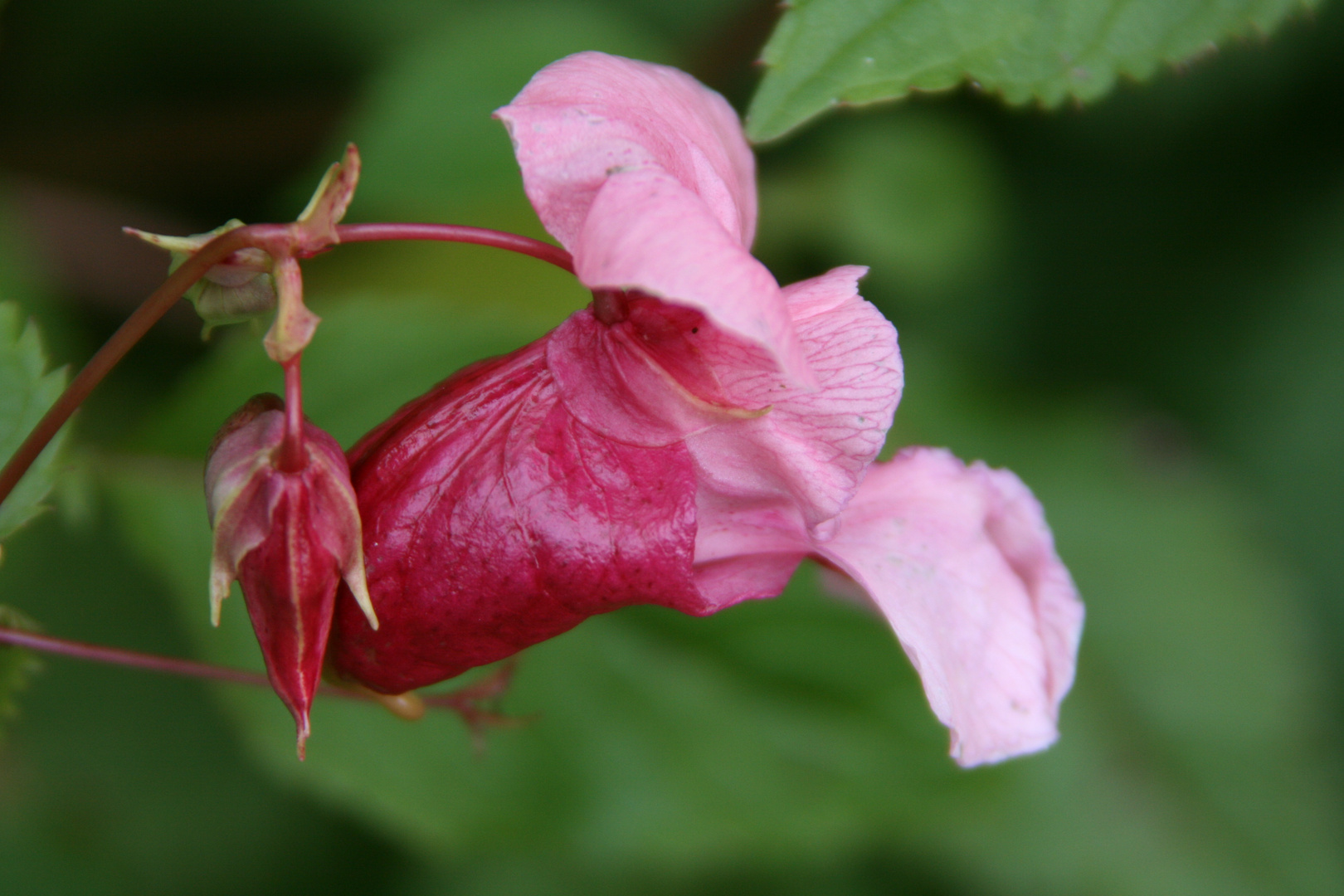 einfach pink