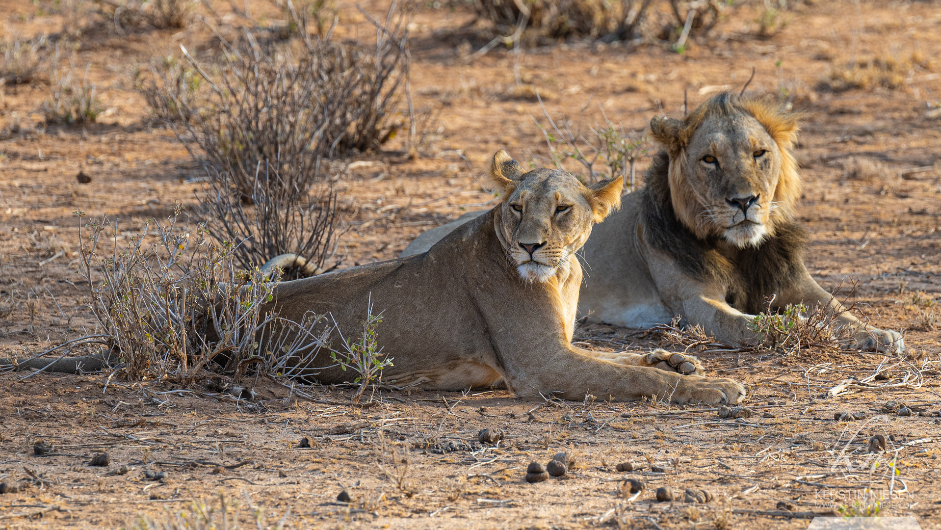 Einfach relaxen – Löwenpaar im Buffalo-Springs-Nationalreservat