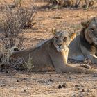 Einfach relaxen – Löwenpaar im Buffalo-Springs-Nationalreservat