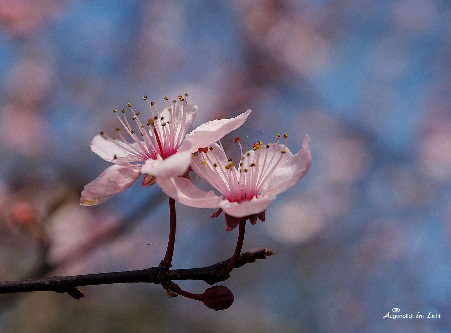 Einfach rosa im Überfluß 