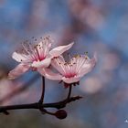 Einfach rosa im Überfluß 