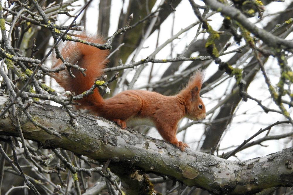 einfach Rot..