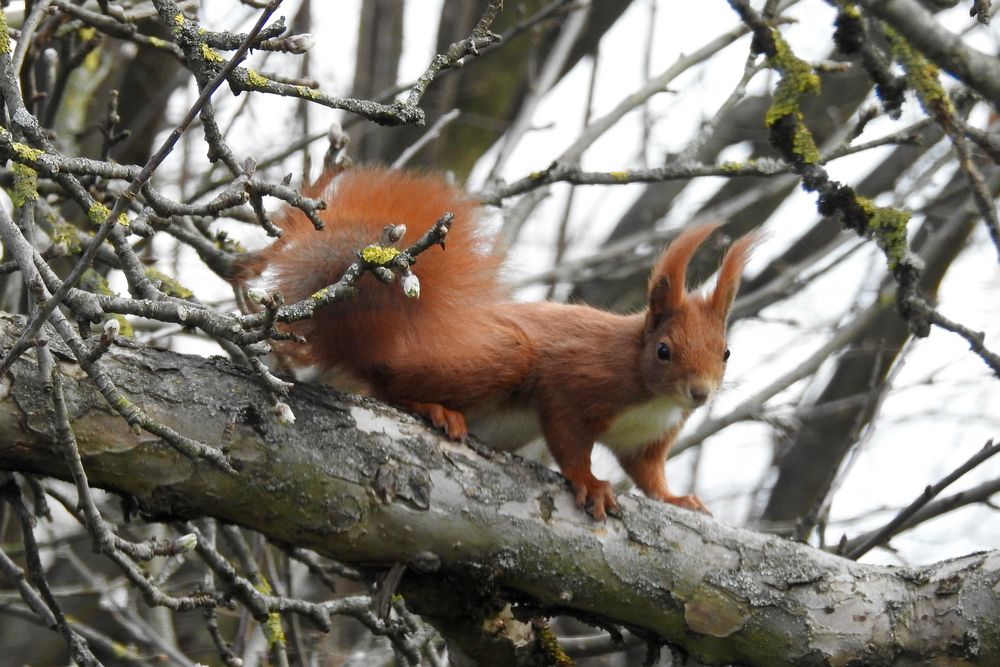 einfach Rot