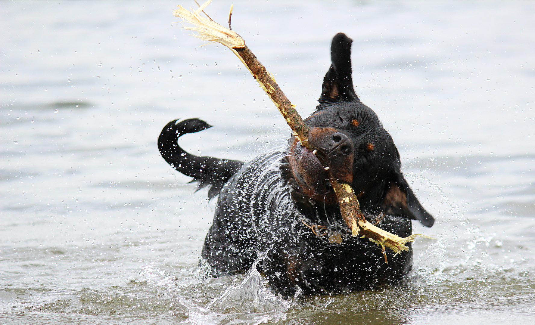 Einfach Rottweiller