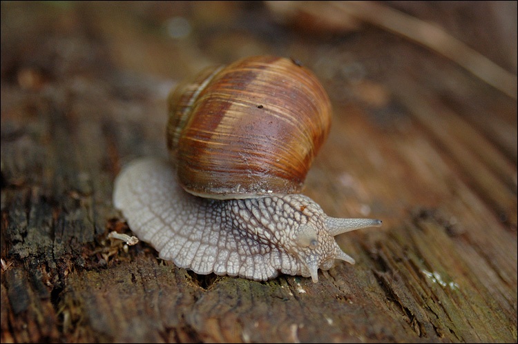 Einfach Schnecke