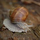 Einfach Schnecke