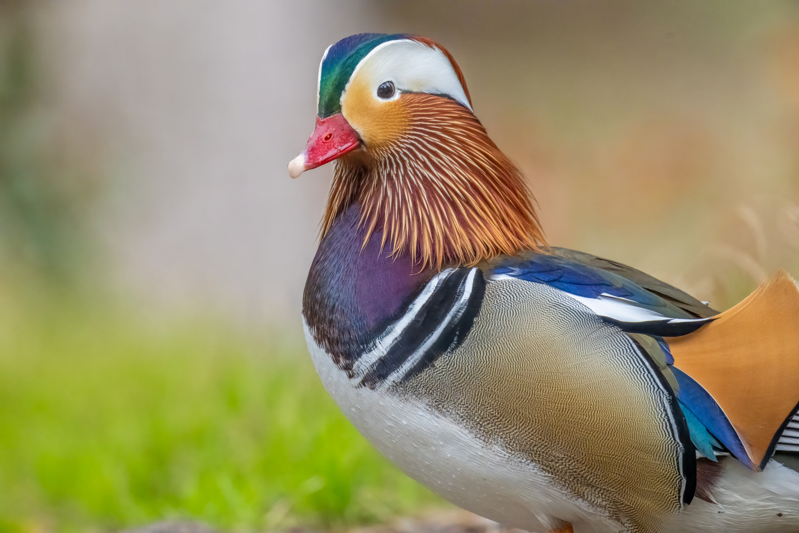 Einfach schön die Mandarinente