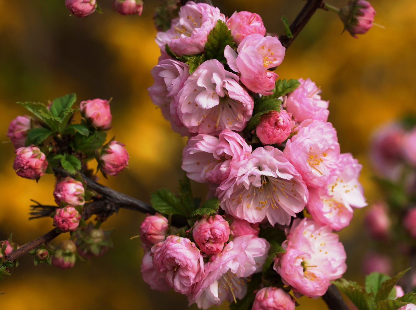 einfach schön diese Mandelblüte