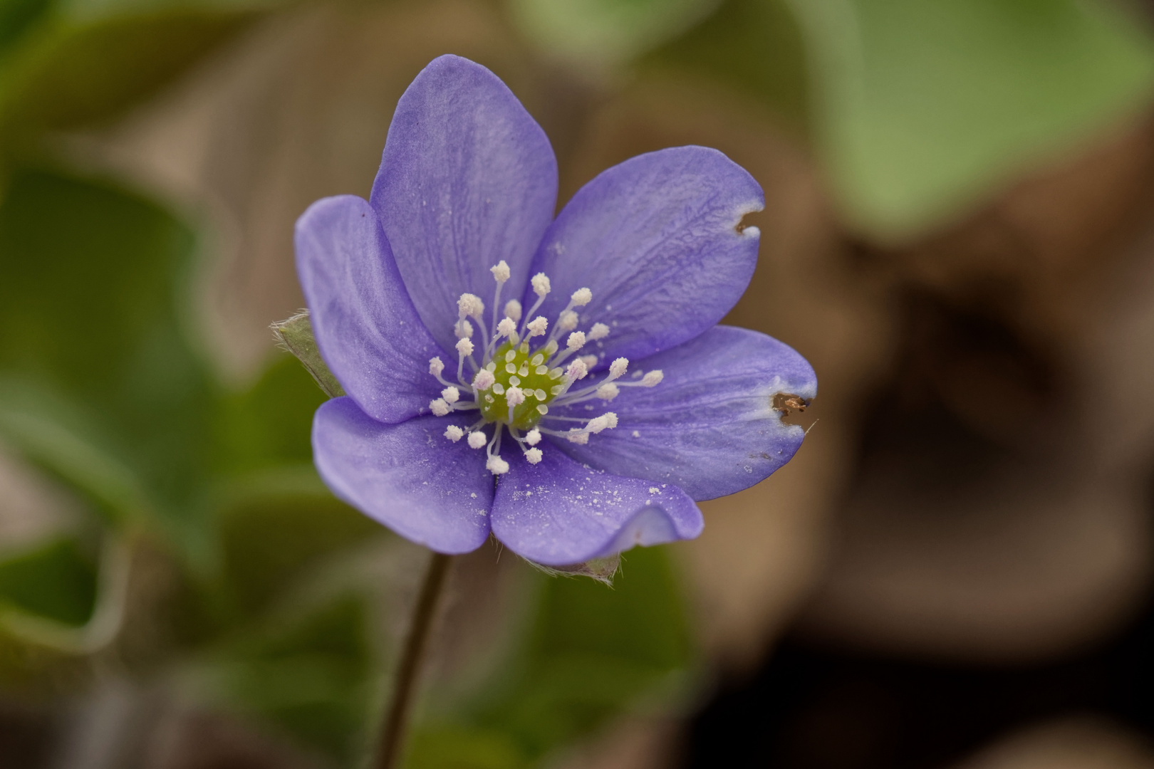 Einfach schön... Leberblümchen