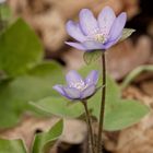 Einfach schön... Leberblümchen