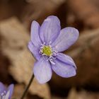 Einfach schön... Leberblümchen