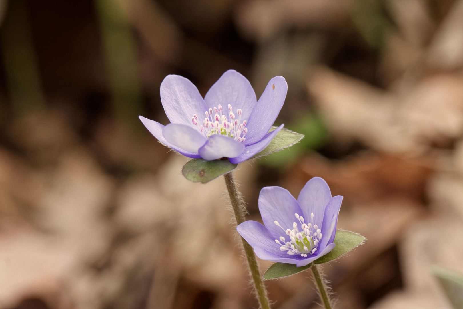 Einfach schön... Leberblümchen