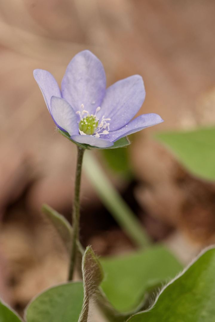 Einfach schön... Leberblümchen