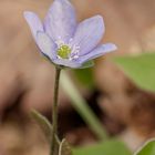 Einfach schön... Leberblümchen