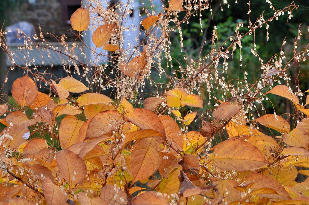 einfach schön, schön einfach... Herbst!