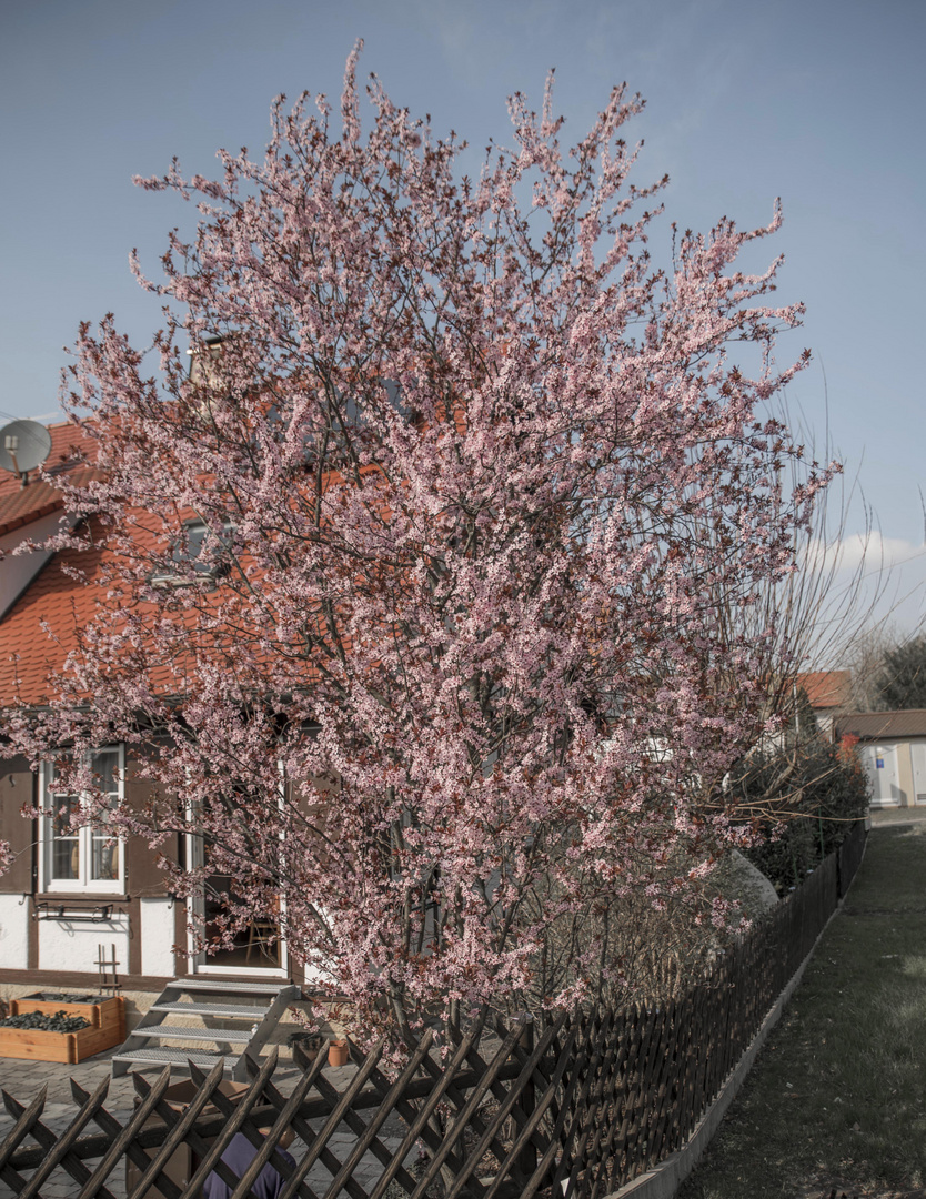 einfach schön und typisch für den Frühling ...