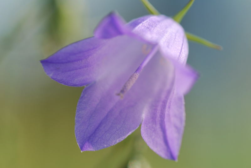 einfach schöne Blume