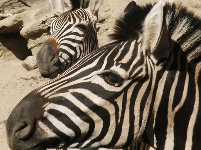 Einfach schöne Tiere ...