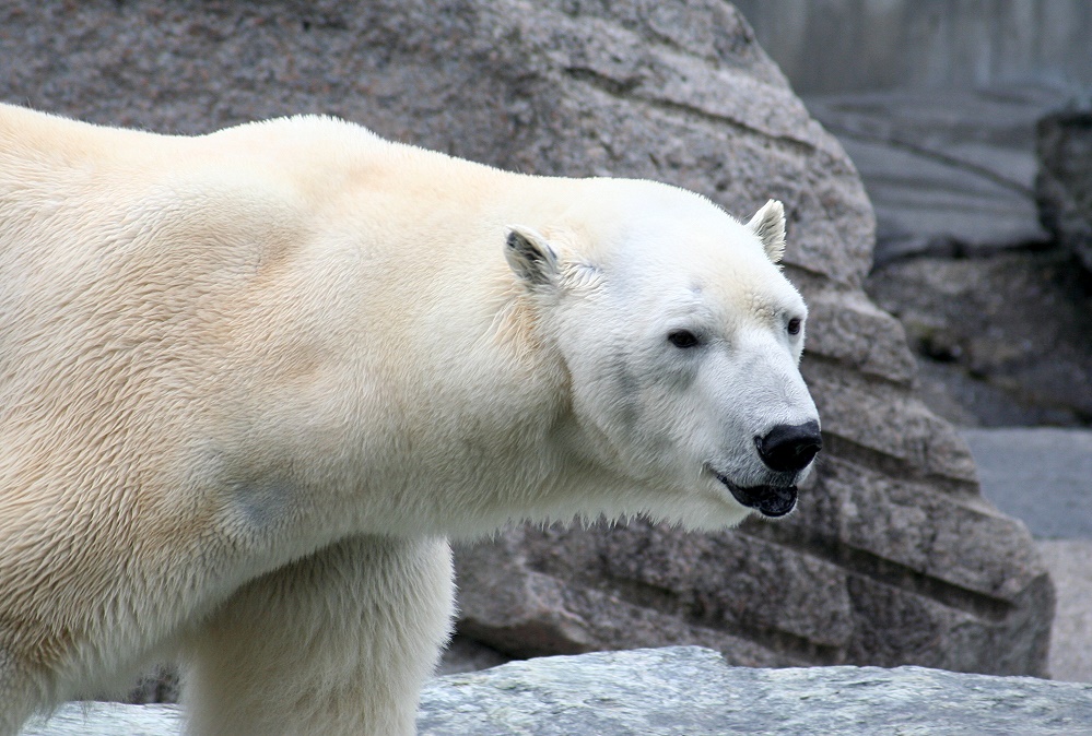 Einfach schöne Tiere Foto &amp; Bild tiere, zoo, wildpark &amp; falknerei