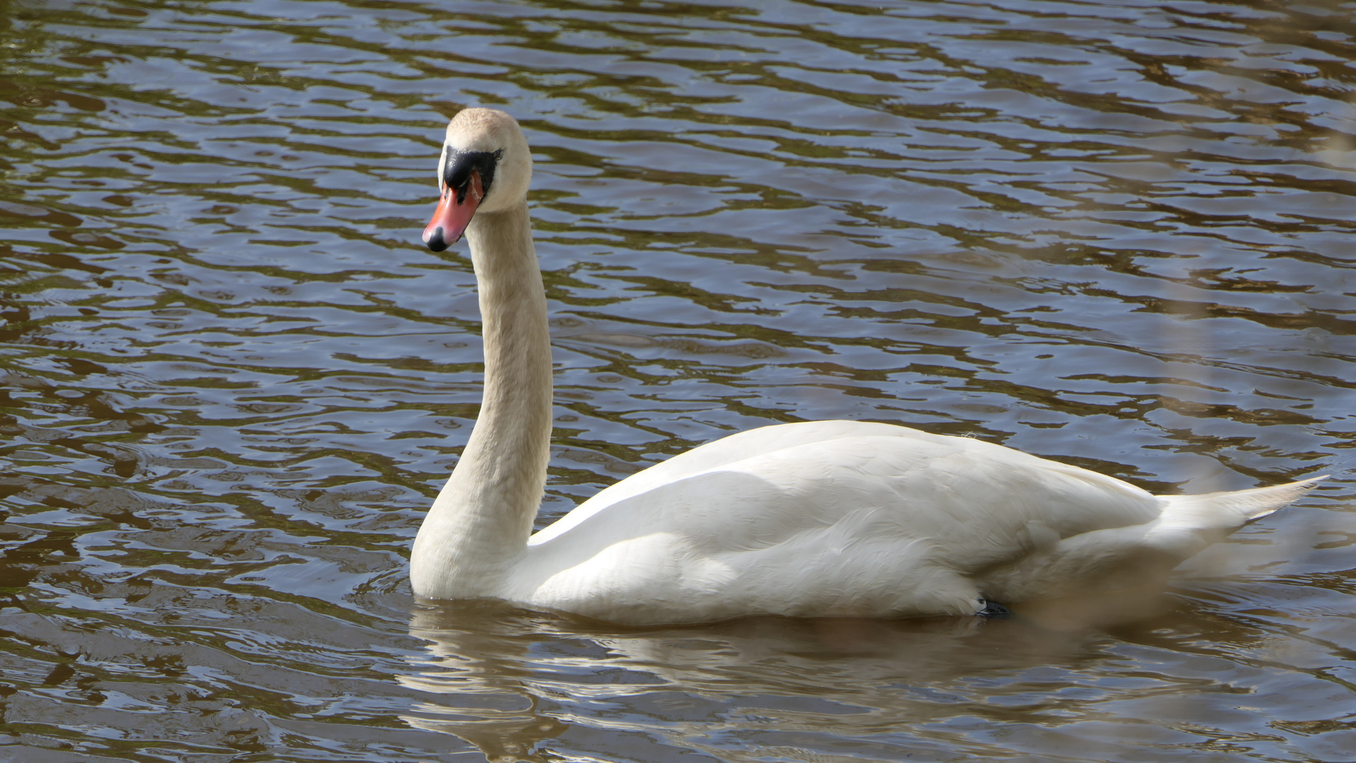 Einfach Schwan