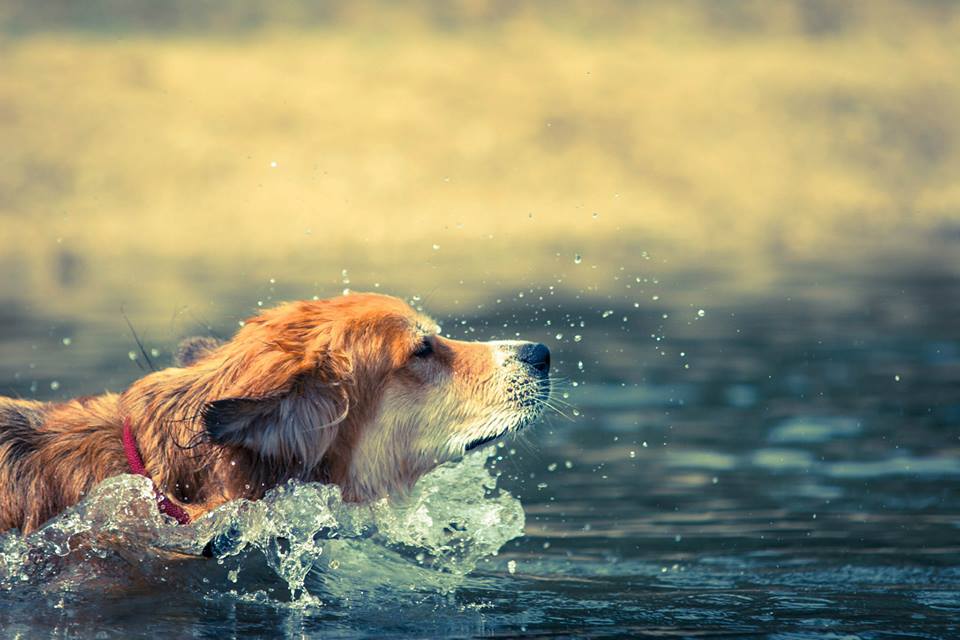 Einfach Schwimmen! -2