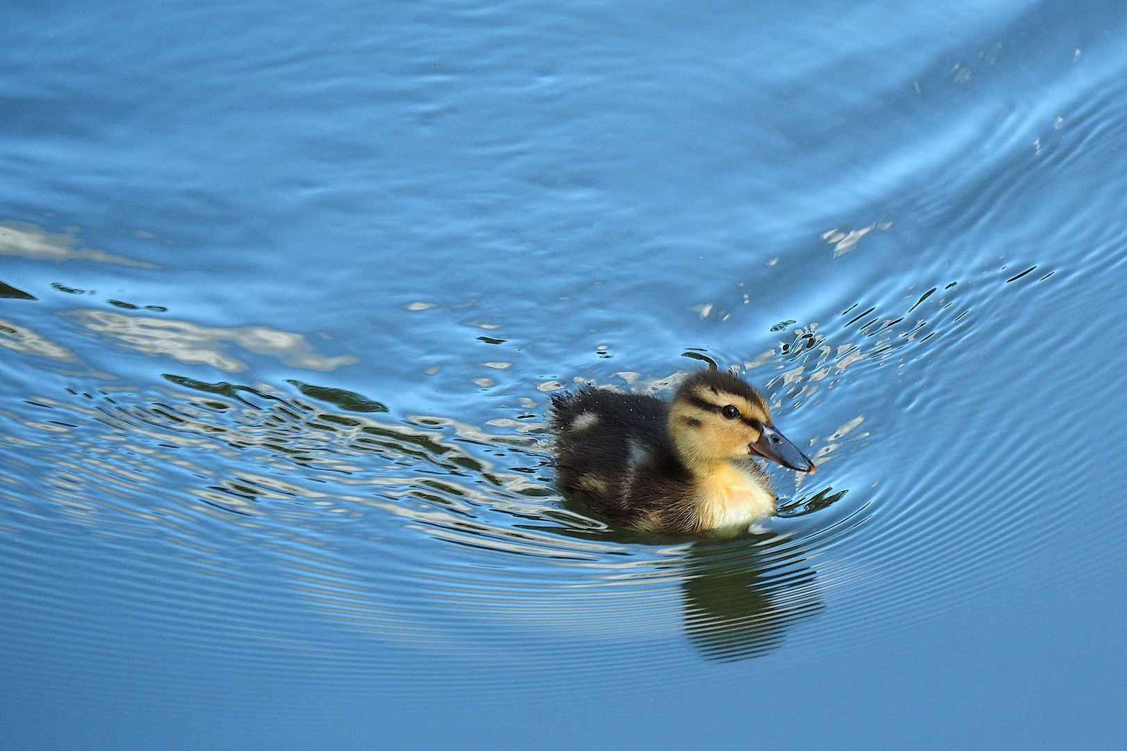 einfach schwimmen