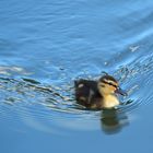 einfach schwimmen