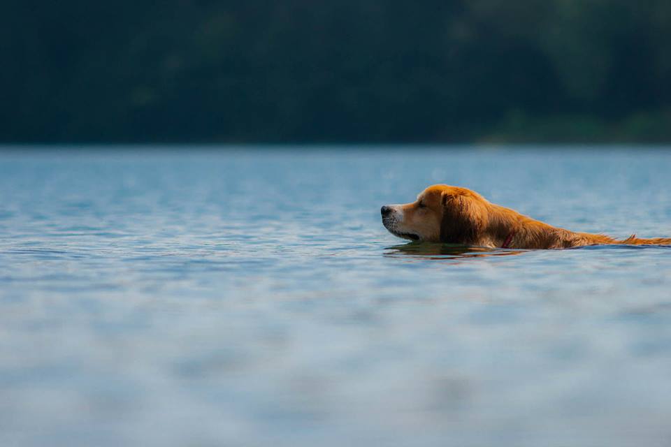 Einfach Schwimmen!