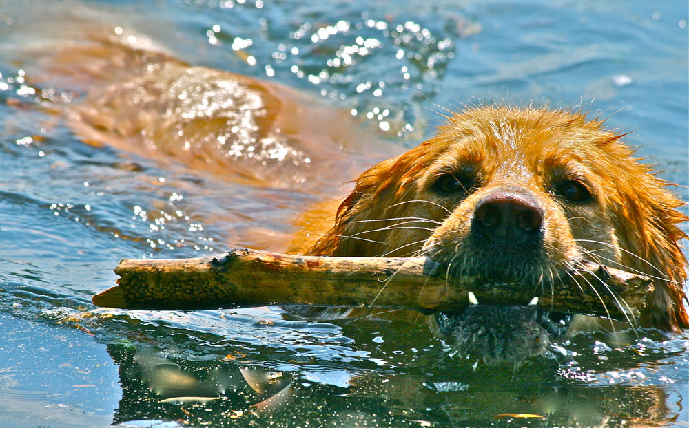 Einfach schwimmen schwimmen schwimmen...