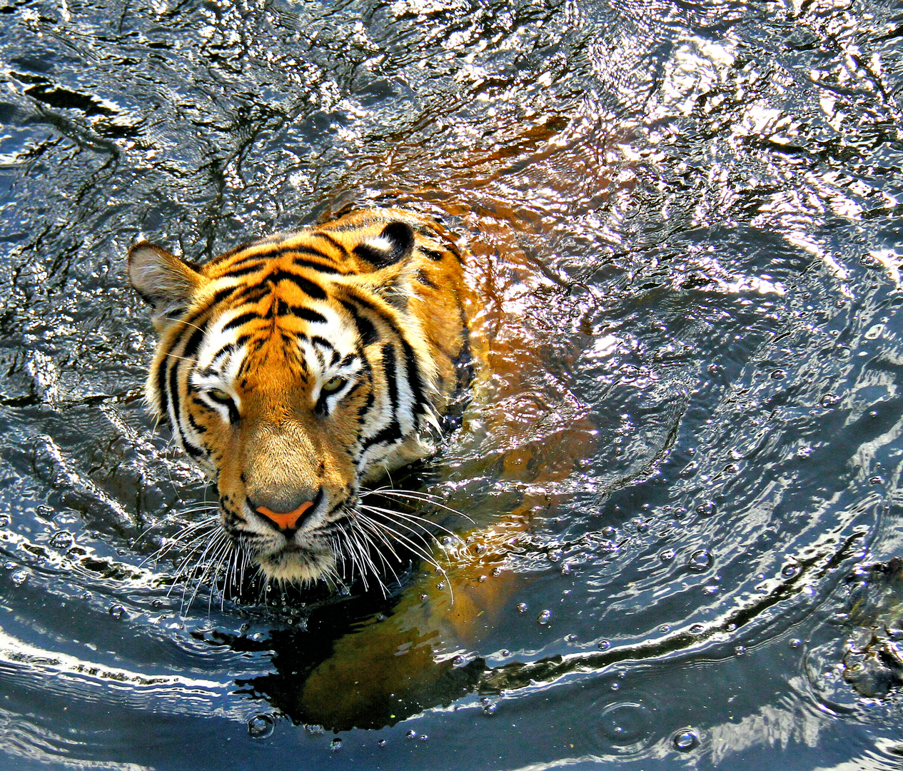 Einfach Schwimmen Schwimmen Schwimmen