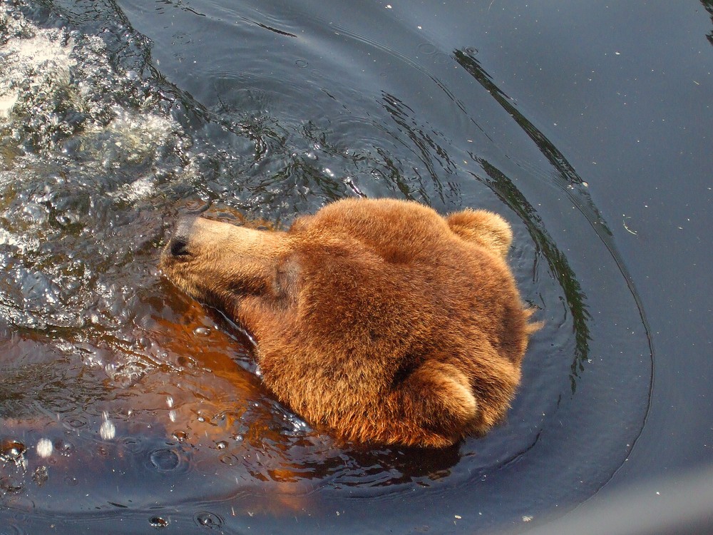 Einfach schwimmen,schwimmen