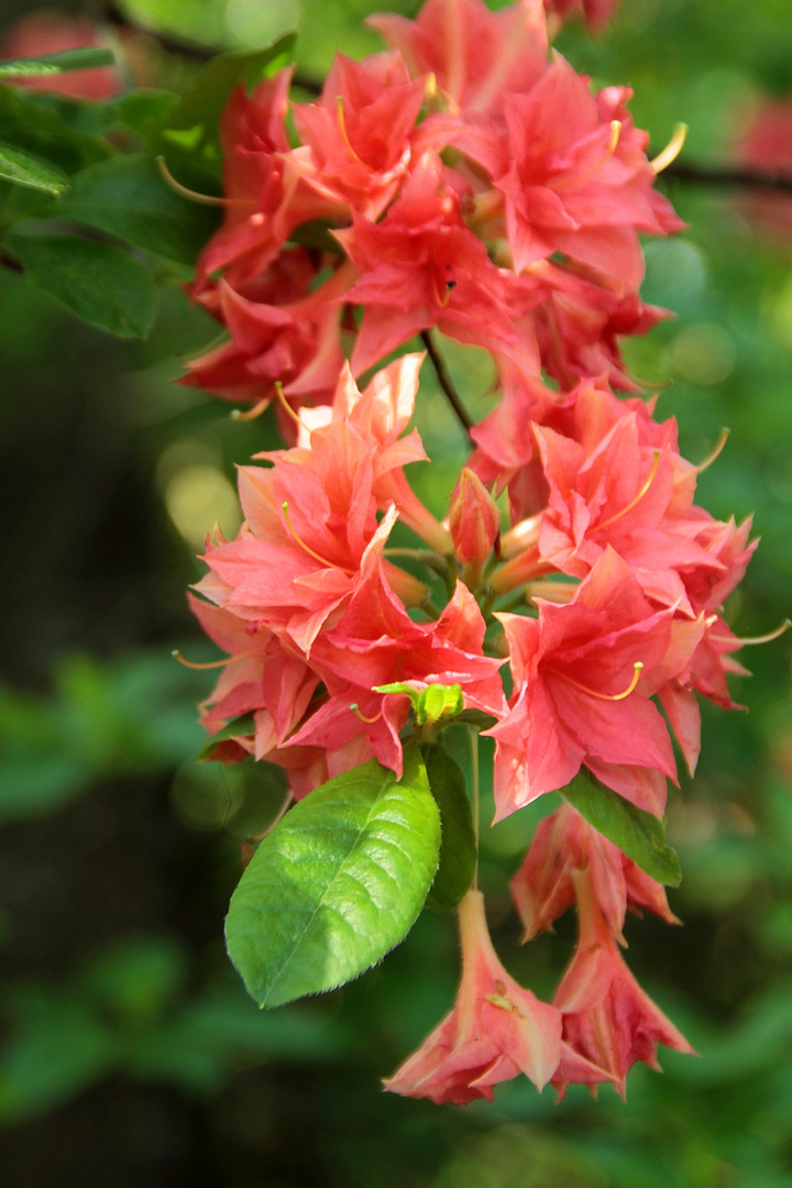 Einfach so... ein Blumengrüsschen