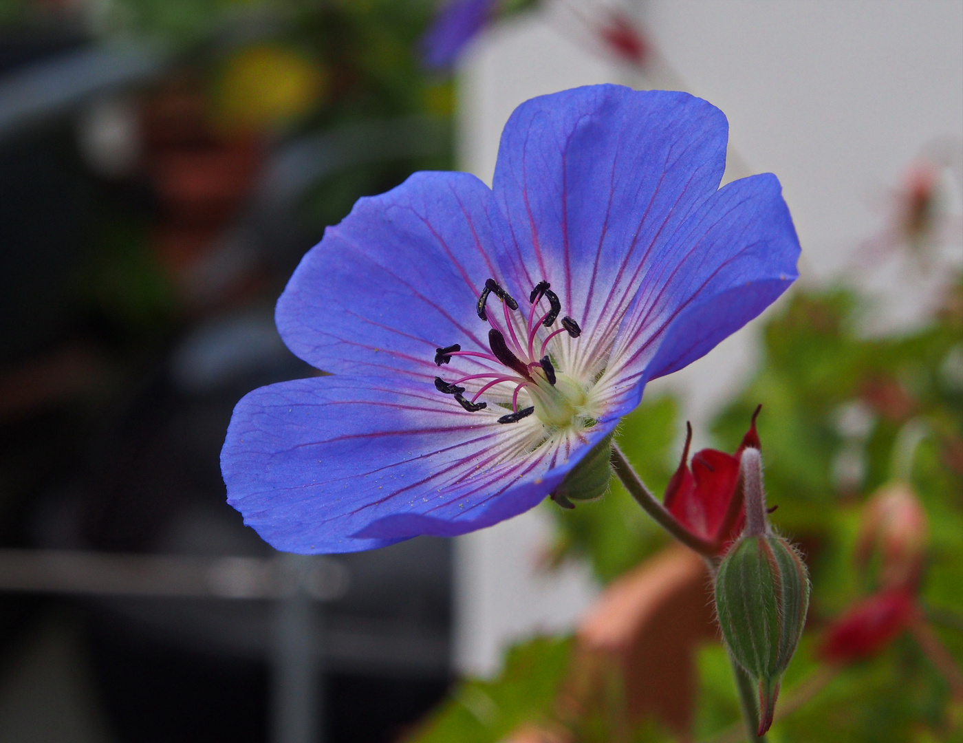 Einfach so ein kleines Blüemli auf der Terrasse ... ;-)