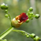 Einfach so in einem verwucherten Waldweg, der Knotige Braunwurz 'Scrophularia nodosa'