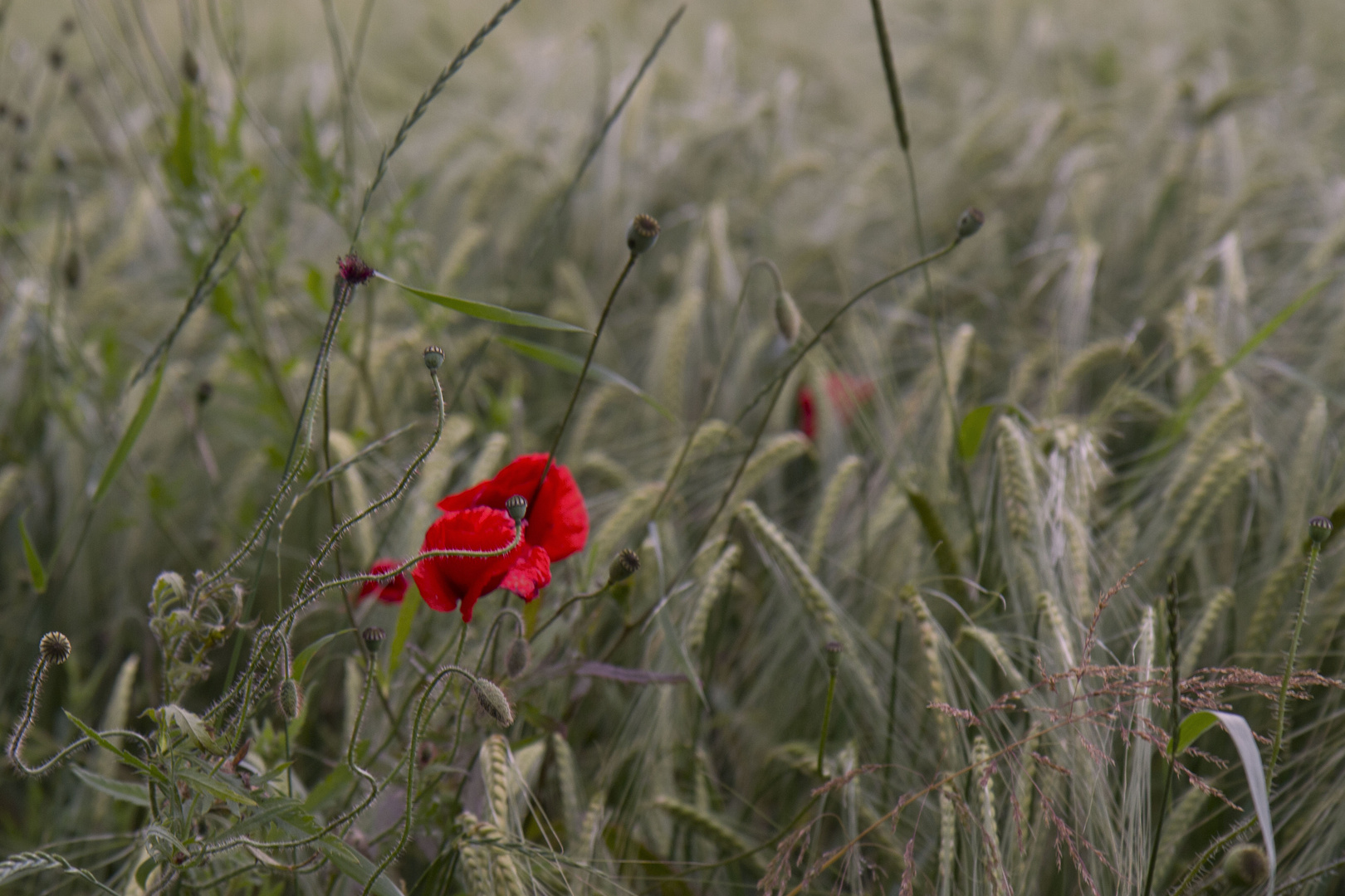 Einfach Sommer