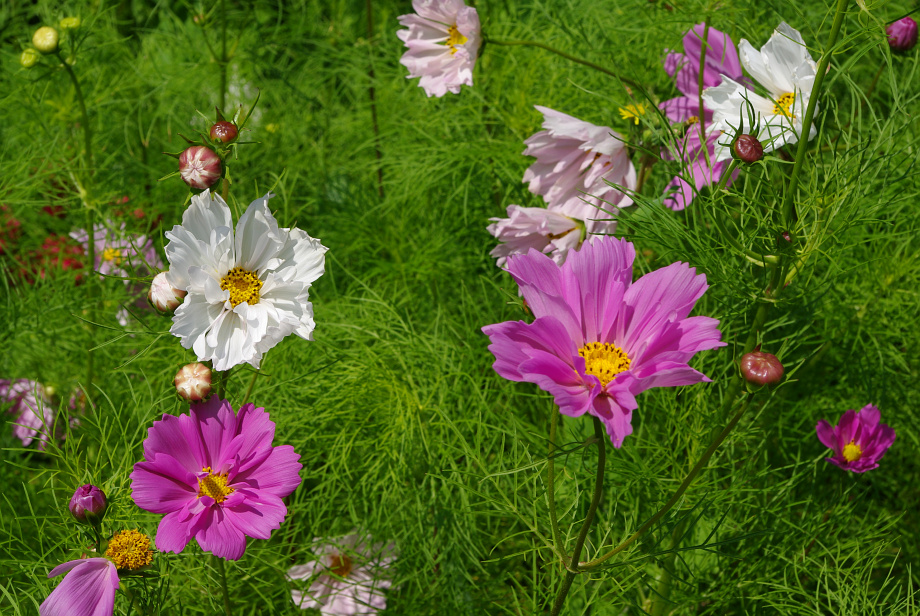 Einfach Sommer...