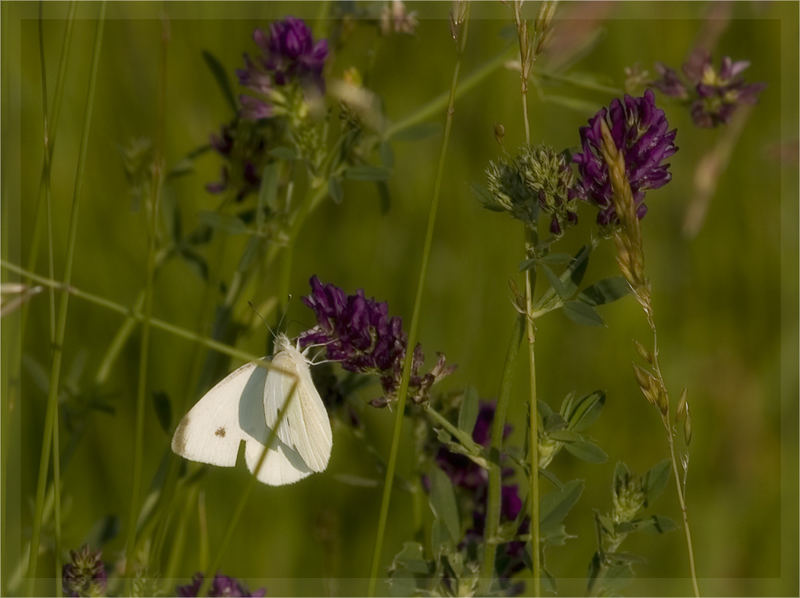 einfach "sommer"