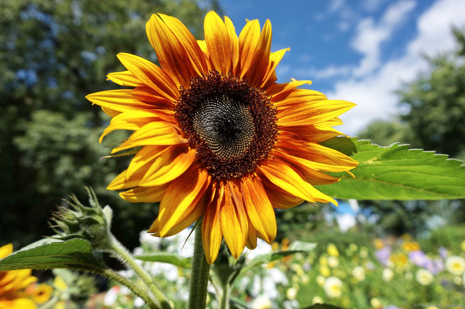 Einfach Sonnenblume