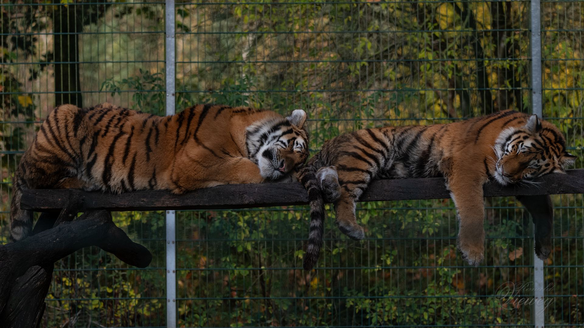 einfach Sonntags mal im Tierpark abhängen