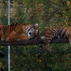 einfach Sonntags mal im Tierpark abhängen