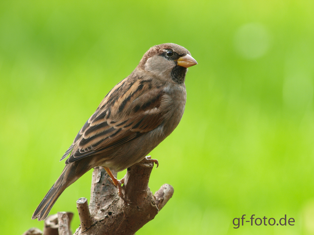 einfach Spatz