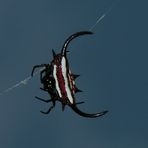 Einfach Spinne