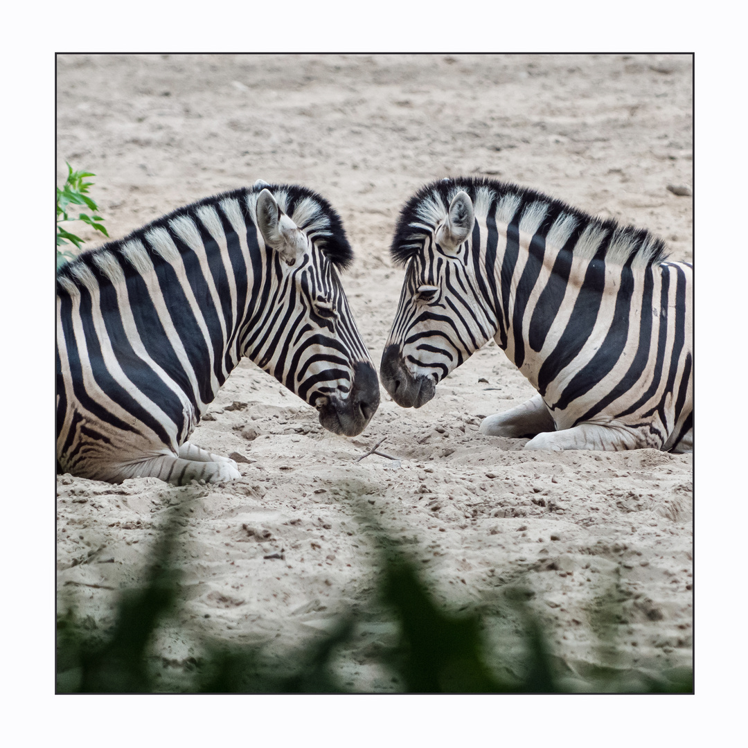 Einfach Streifen . . . Zebrastreifen!