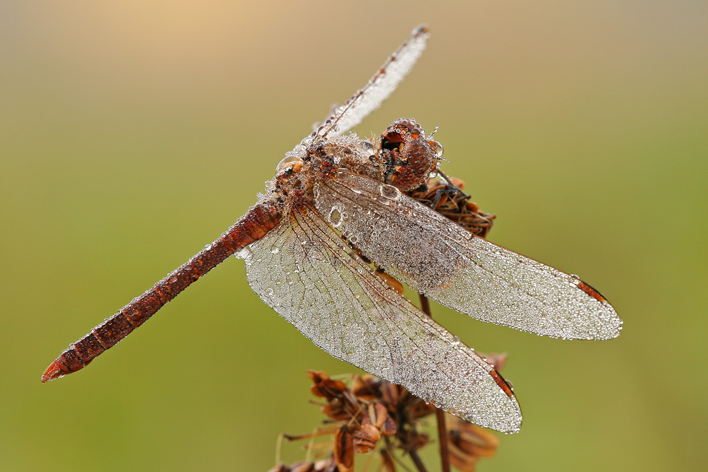 Einfach Sympetrum vulgatum