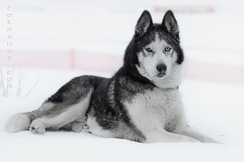 einfach tolle Tiere