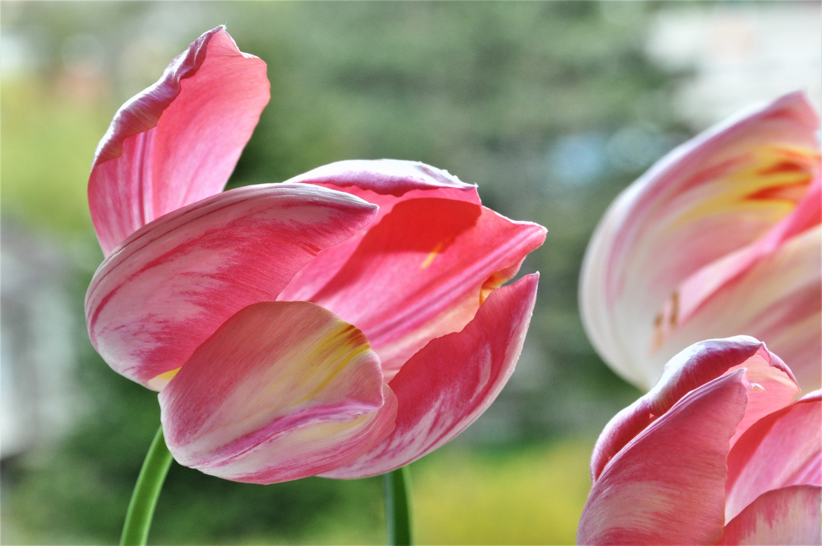 einfach Tulpen