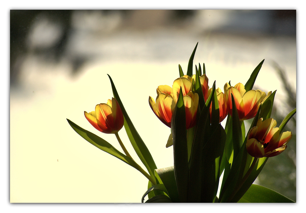 Einfach Tulpen